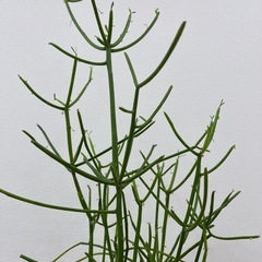 植物の画像