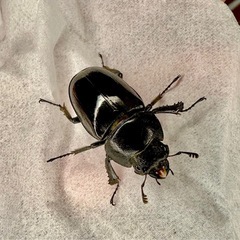 【即ブリ】レニノコギリクワガタ（ブラック）ペアの画像