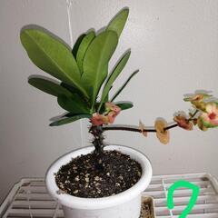 マダガスカル産の花麒麟の画像