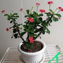 マダガスカル産の花麒麟の画像