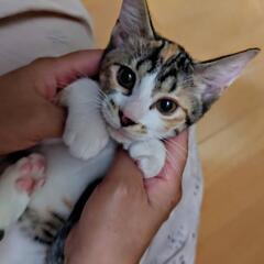 可愛い三毛猫パルちゃん♀3ヶ月
