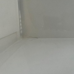 チェストの画像