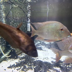 インディアンブラック・ナイフフィッシュ　熱帯魚の画像