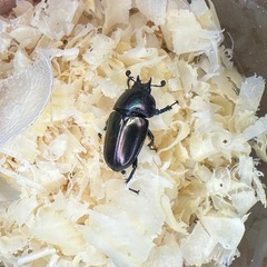 パプアキンイロクワガタ　♂♀♀トリオの画像
