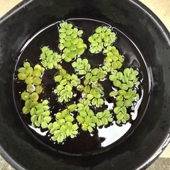 🌿サルベニアクラータの画像