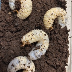 ヒルスシロカブト　3齢幼虫　4匹セット　カブトムシ飼育ケース付きの画像