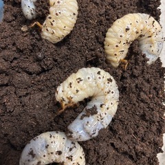 ヒルスシロカブト　3齢幼虫　4匹セット　カブトムシ飼育ケース付きの画像