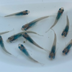 改良メダカ深海の画像
