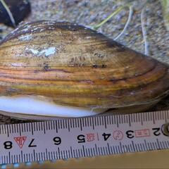 ドブガイ　二枚貝　アクアリウム用の画像