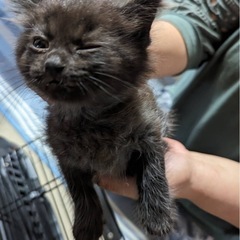 もふもふ♡子猫 黒猫(トラ？)