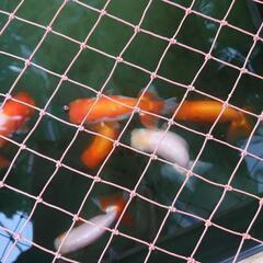 🤩【観賞用/現物/9匹/￥600】✨綺麗/かわいい/らんちゅう✨ 当歳/金魚   の画像
