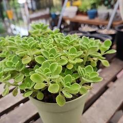 多肉植物　アロマティカスの画像
