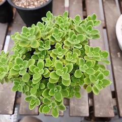 多肉植物　アロマティカスの画像