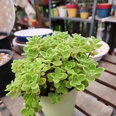 多肉植物　アロマティカスの画像