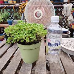 多肉植物　アロマティカスの画像