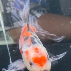 東錦の画像