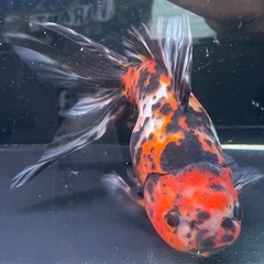東錦の画像
