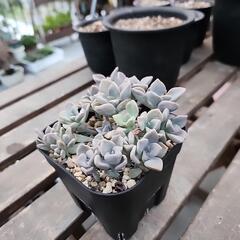 多肉植物　パープルデライトの画像