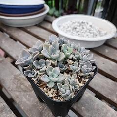 多肉植物　パープルデライトの画像
