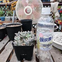 多肉植物　パープルデライトの画像