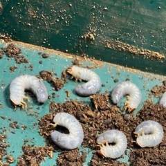 アトラスオオカブト 幼虫3匹の画像