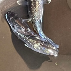 ミッドナイトフリルメダカ10匹+2〜3匹若魚の画像