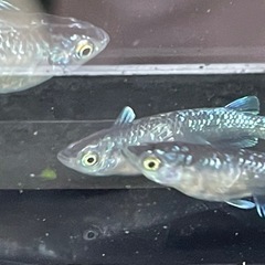 ミッドナイトフリルメダカ10匹+2〜3匹若魚の画像