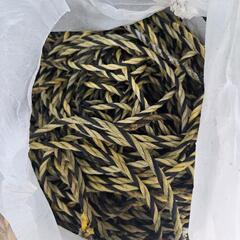 ずっと探されていた方如何でしょうか？昨日駐車場の新品入れ替え作業で出た物になります。トラロープ&鉄引っ掛け大量セット♪これから駐車場経営される方にオススメです！※約30台分の量になります。直接手渡し限定。場所は東京都武蔵村山市！の画像
