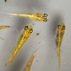 ✨月の響✨ゴールドラメめだか✨4匹セットの画像