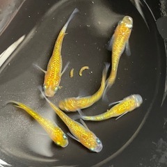 ✨月の響✨ゴールドラメめだか✨4匹セットの画像