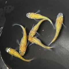 ✨月の響✨ゴールドラメめだか✨4匹セットの画像