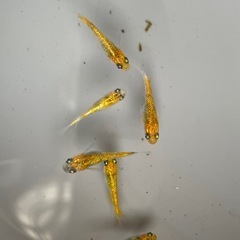 ✨月の響✨ゴールドラメめだか✨4匹セットの画像