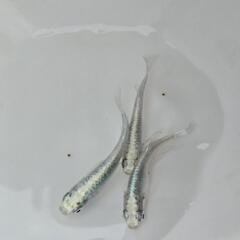 メダカ　種親　最終放出の画像