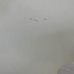 アイデックモダン KAMU ダイニングチェアの画像