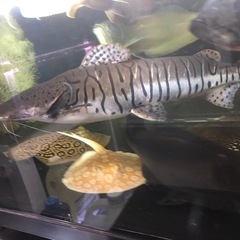 タイガーシャベル 約50センチくらいの画像
