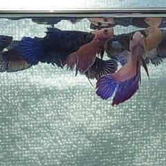 【自家繁殖】熱帯魚 稚魚ベタ まとめ売り(16匹)の画像