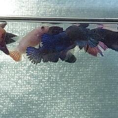 【自家繁殖】熱帯魚 稚魚ベタ まとめ売り(16匹)の画像