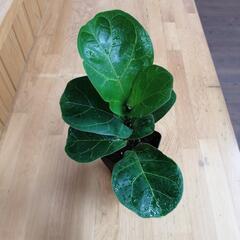 観葉植物　フィカス　バンビーノ　の画像