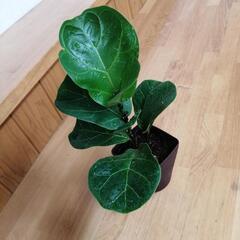 観葉植物　フィカス　バンビーノ　の画像
