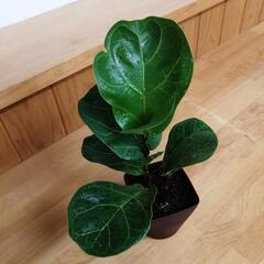 観葉植物　フィカス　バンビーノ　の画像