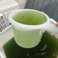 メダカ　グリーンウォーターの画像