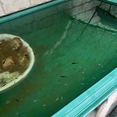 メダカ　グリーンウォーターの画像