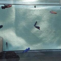 【自家繁殖】熱帯魚 稚魚ベタ まとめ売り(16匹)の画像