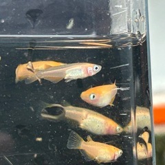 皇帝メダカ　幼魚　1匹50円の画像