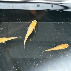 皇帝メダカ　幼魚　1匹50円の画像