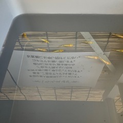 メダカ　クリアブラウンラメの画像