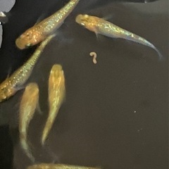 メダカ　天界の画像