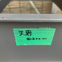 メダカ　天界の画像