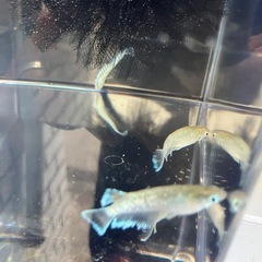 メダカ　エメキン種親の画像