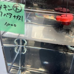 メダカ　エメキン種親の画像